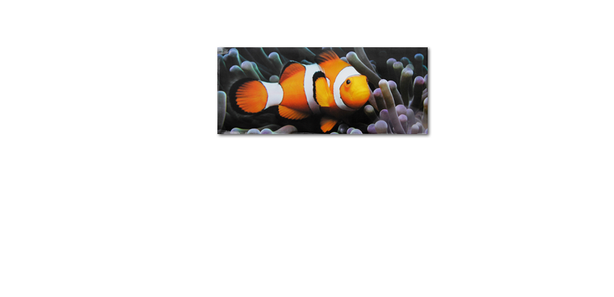 Nemo the Clown 120x50cm Canvas