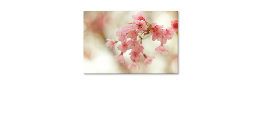Fine-Art-print-Cherry-Blossoms