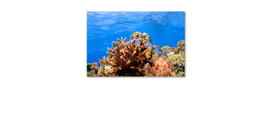 Fine-Art-print-Corals-Reef