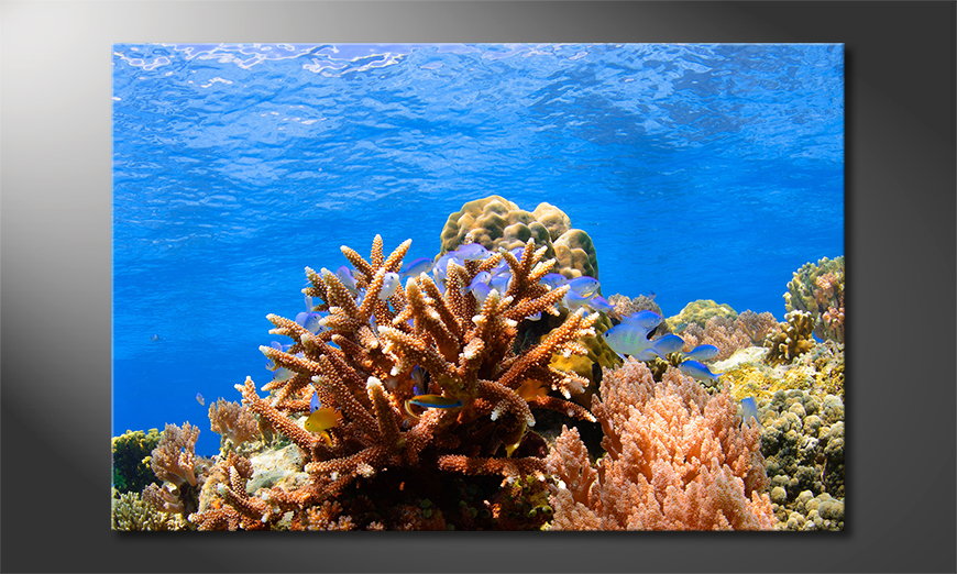 Fine-Art print Corals Reef