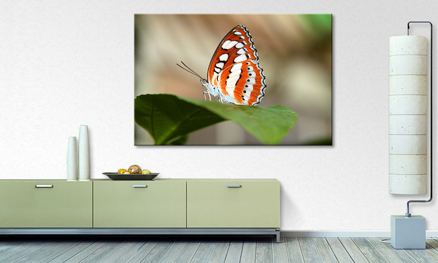 Fine Art print Orange Butterfly