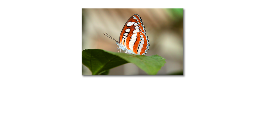 Fine-Art-print-Orange-Butterfly