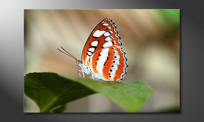 Fine-Art print Orange Butterfly