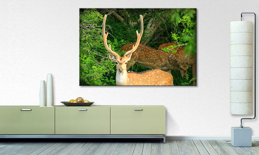 Fine Art print Watching deer
