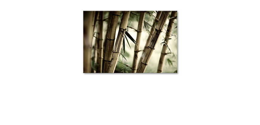 Het-foto-canvas-Bamboo-Forest