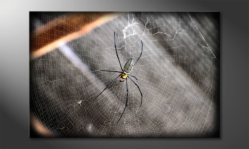Het-foto-canvas-Beautiful-Spider