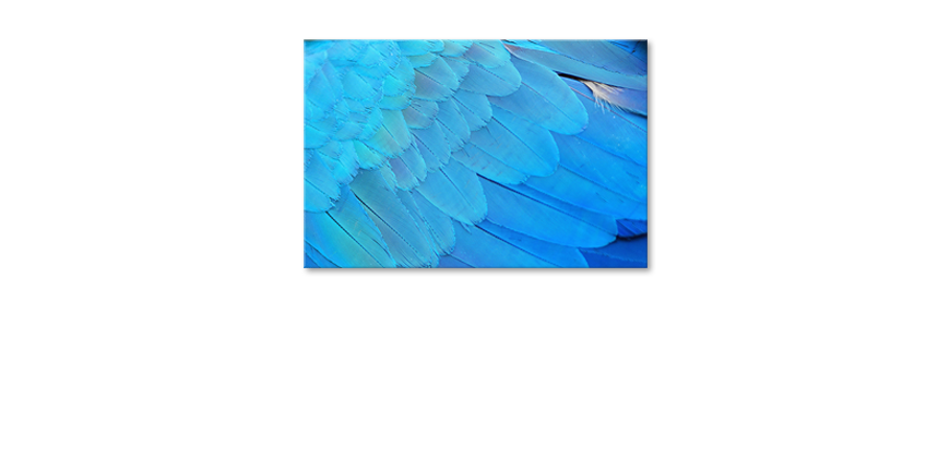 Het-foto-canvas-Bird-Feathers
