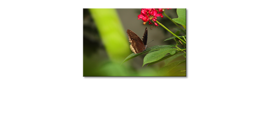 Het-foto-canvas-Brown-Butterfly