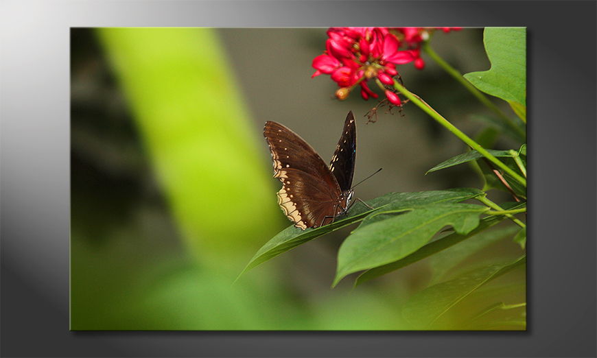 Het foto canvas Brown Butterfly