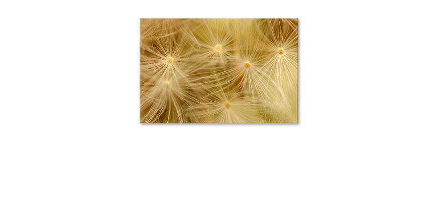 Het-foto-canvas-Dandelion-Closeup