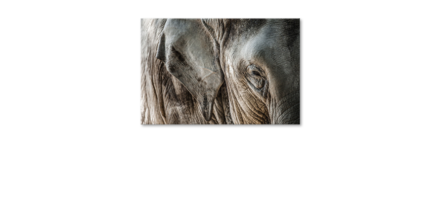 Het-foto-canvas-Eye-of-Elephant