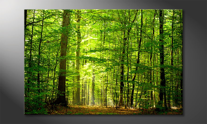 Het-foto-canvas-Into-the-Forest