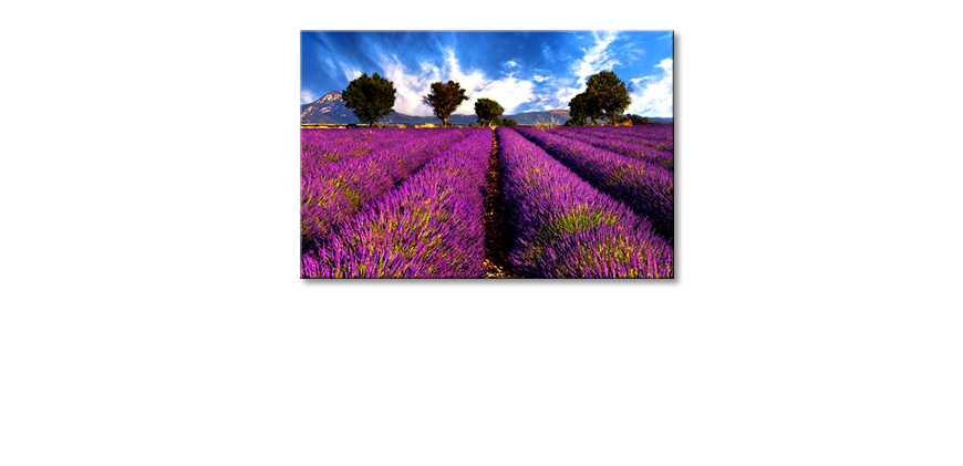 Het-foto-canvas-Lavender