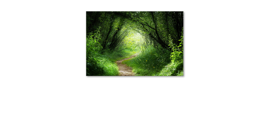 Het-foto-canvas-Way-into-the-Forest