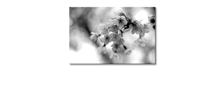 Het-gedrukte-beeld-Cherry-Blossoms