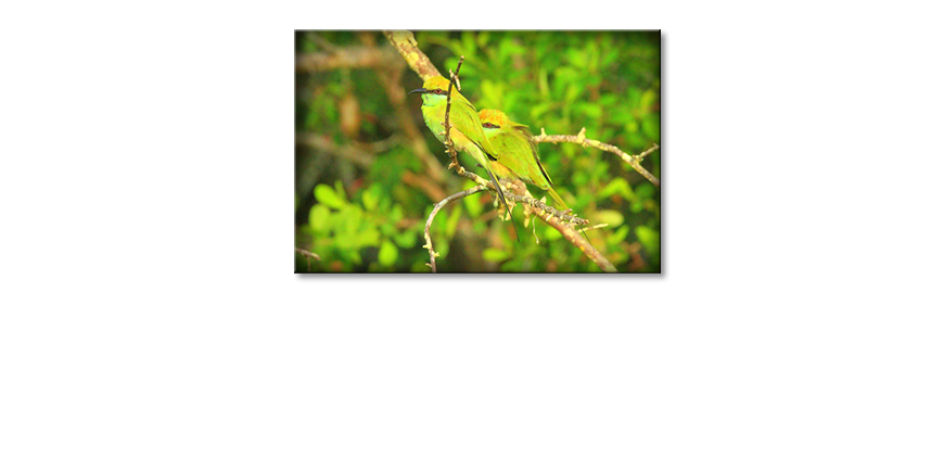 Het-gedrukte-beeld-Green-Birds