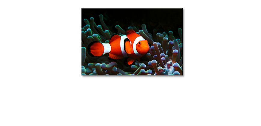 Het-moderne-Canvas-Nemo