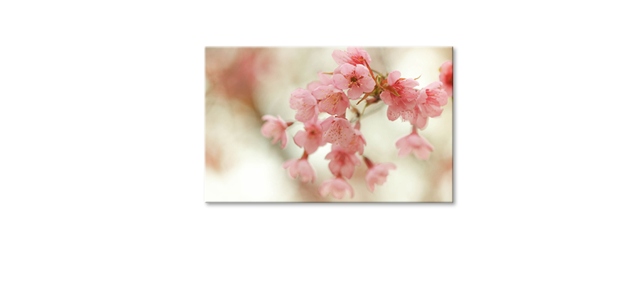 Modern-decor-Cherry-Blossoms-80x50-cm