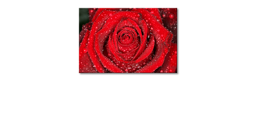Modern-wandpaneel-Morning-Rose