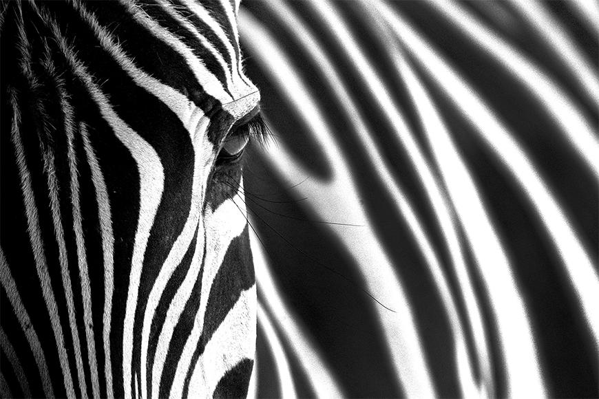 Vlies foto behang Animal Stripes