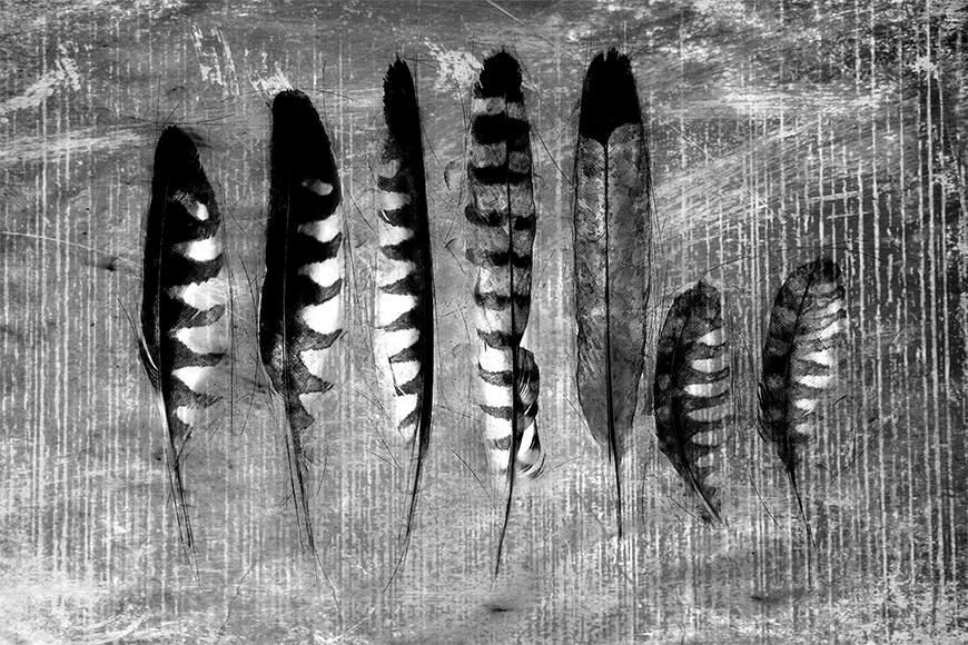Vlies foto behang Monochrome Feathers
