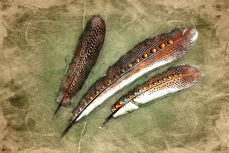 Vlies fotobehang Feather Of Pheasan