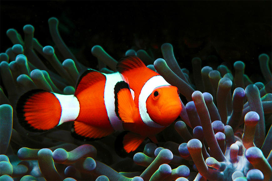 Vlies fotobehang Nemo