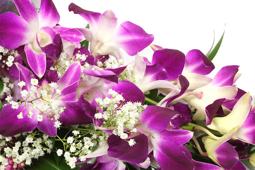 Vlies fotobehang Orchid Blossoms