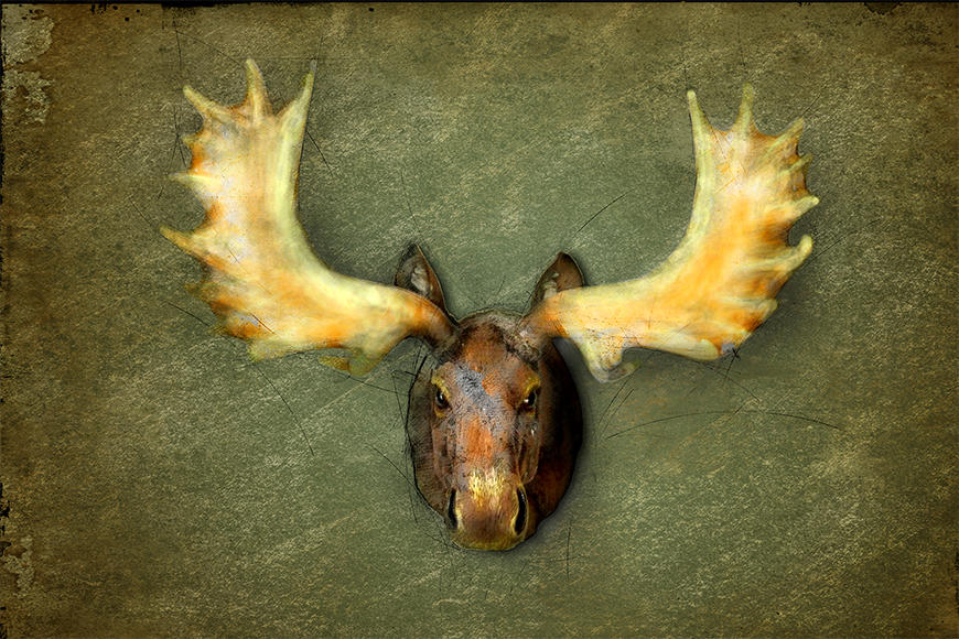 Vlies fotobehang The Elk