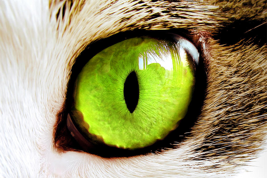 Vliesbehang Cat Eye